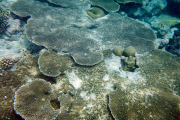 Beautiful large table corals,(Acropora hyacinthus) on the reef in the Maldives.