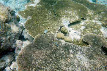Beautiful large table corals,(Acropora hyacinthus) on the reef in the Maldives.
