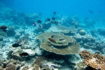 Beautiful large table corals,(Acropora hyacinthus) on the reef in the Maldives.