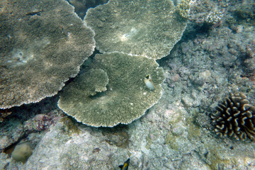 Beautiful large table corals,(Acropora hyacinthus) on the reef in the Maldives.