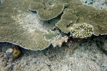 Beautiful large table corals,(Acropora hyacinthus) on the reef in the Maldives.