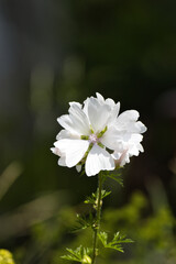 beautiful white flower with dark background