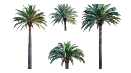 Isolated Palm Trees on Transparent Background Generative AI