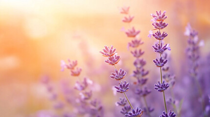 Naklejka premium A calming gradient of soft peach transitioning into lavender with a blurred effect creating a serene, peaceful backdrop for captions or design elements symbolizing tranquility and balance.