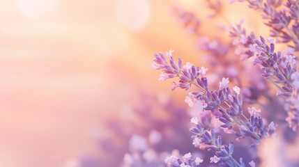 Naklejka premium A calming gradient of soft peach transitioning into lavender with a blurred effect creating a serene, peaceful backdrop for captions or design elements symbolizing tranquility and balance.