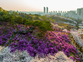 데크,전망대,진달래,벚꽃,벚나무,언덕,아파트,원미산,원미동,부천시,경기도 © JinChang