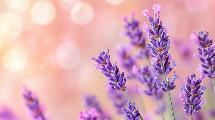 Naklejka premium A calming gradient of soft peach transitioning into lavender with a blurred effect creating a serene, peaceful backdrop for captions or design elements symbolizing tranquility and balance.