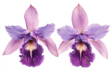 Fototapeta premium Two purple orchids, studio shot, isolated, white background, floral design