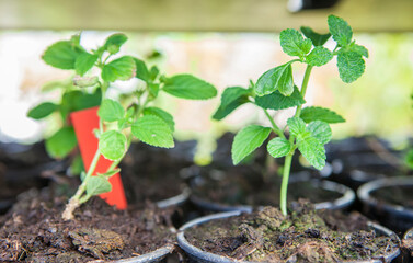 Oregano, origanum vulgare plant