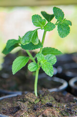 Oregano, origanum vulgare plant