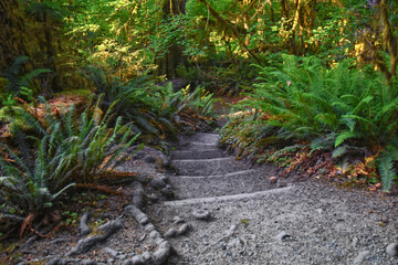 Hall of Mosses and Spruce Nature Trail, Hoh Rainforest, Olympic National Park, Washington, United States, America.