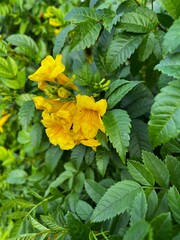 yellow flowers in the garden