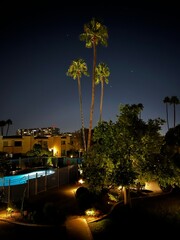 Palm trees at night 
