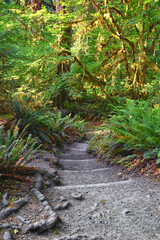 Hall of Mosses and Spruce Nature Trail, Hoh Rainforest, Olympic National Park, Washington, United States, America.