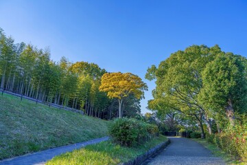 青空バックに見るちょうど見ごろの黄葉情景