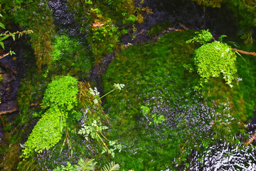 Hall of Mosses and Spruce Nature Trail, Hoh Rainforest, Olympic National Park, Washington, United States, America.