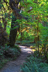 Hall of Mosses and Spruce Nature Trail, Hoh Rainforest, Olympic National Park, Washington, United States, America.