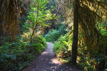 Hall of Mosses and Spruce Nature Trail, Hoh Rainforest, Olympic National Park, Washington, United States, America.