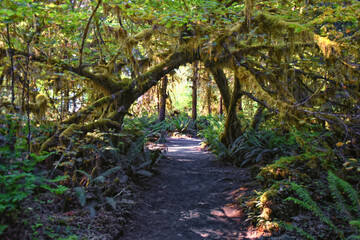 Hall of Mosses and Spruce Nature Trail, Hoh Rainforest, Olympic National Park, Washington, United States, America.