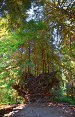 Hall of Mosses and Spruce Nature Trail, Hoh Rainforest, Olympic National Park, Washington, United States, America.