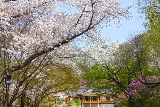 벚꽃,벚나무,기와집,식당,목역산호랭이,남산,예장동,중구,서울