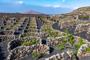 vineyard with vine plants growing at volcanic lapilli earth in Tinajo, La Geria, Lanzarote