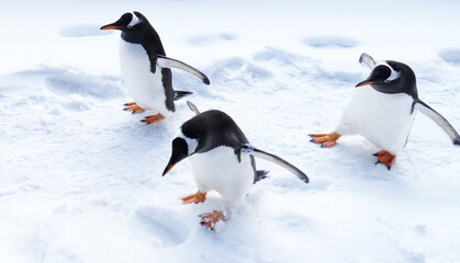 ペンギンの雪中散歩
