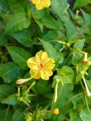 mirabilis jalapa yellow in the garden