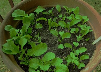 Seedlings radish is growing in a pot - Varieties , Carmen