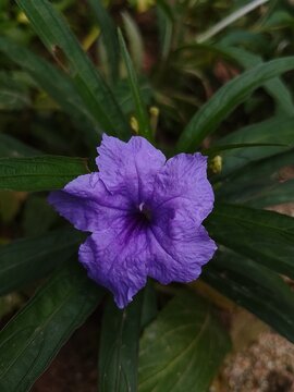 ruellia simplex in the garden