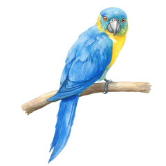 Fototapeta premium Watercolor illustration of a blue macaw bird, full body, realistic colors, transparent background.