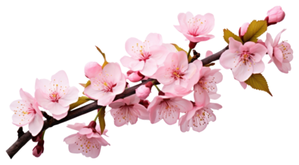 PNG Beautiful pink cherry blossom flowers on a branch blossoms floral spring.