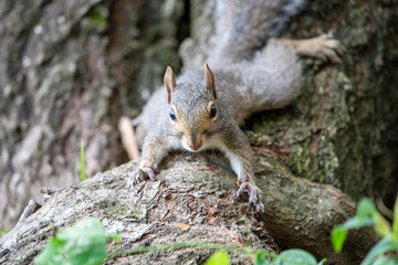 energetic squirrel
