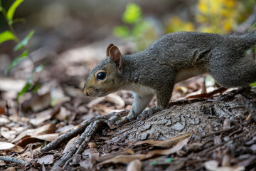 energetic squirrel