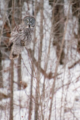 Great Gray Owl
