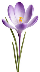 PNG Purple crocus flower petals photography botanical.