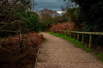 Fototapeta premium A serene nature trail with wooden steps near to bournemouth, surrounded by lush greenery and autumn hues, leading through a peaceful forest under a moody, cloudy sky.