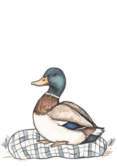 Fototapeta premium Hand drawn mallard duck blanket pattern on transparent background