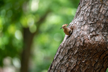 1,후투티,머리,부리,깃털,앉기,둥지,구멍,소나무,경주시,경북 © JinChang