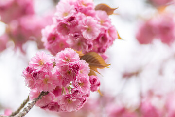 Beautiful blooming cherry blossoms in a serene environment during springtime