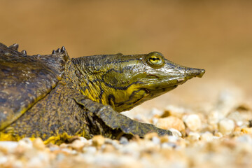 Spiny soft-shell turtle