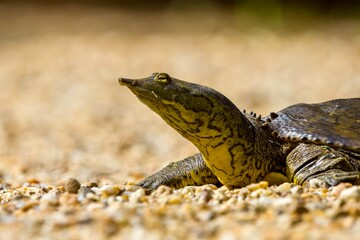 Spiny soft-shell turtle profile