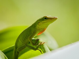 Green anole on leaf