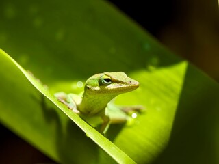 green anole on lily stem