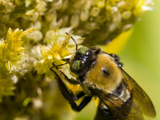 bee on a flower