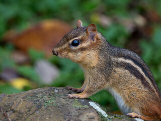 Chipmunk on a rock 