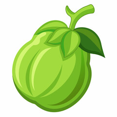 Chayote vector illustration white background