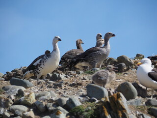 Isla Magdalena, Chile