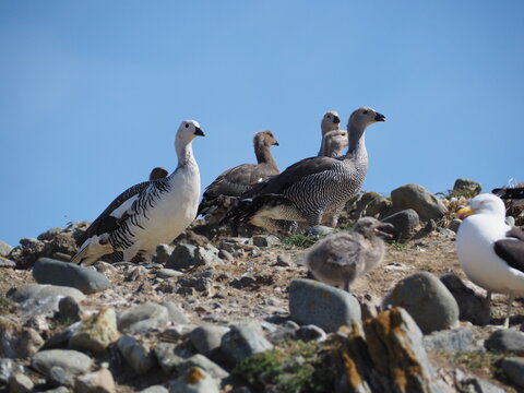 Isla Magdalena, Chile