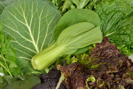 날것,쌈채소,청경채,케일,상추,한국